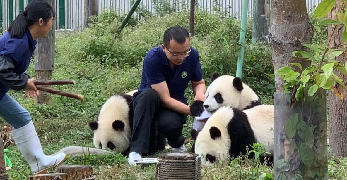1-day Dujiangyan Panda Volunteer Tour - Just The Basics