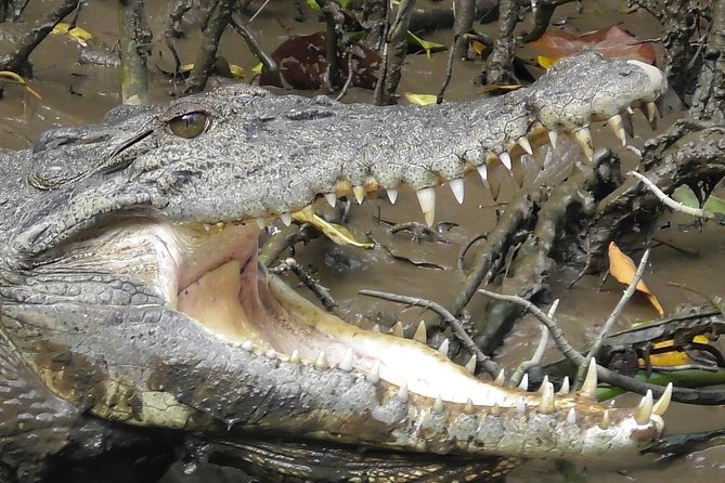 1-Hour Daintree River Wildlife Cruise - Just The Basics