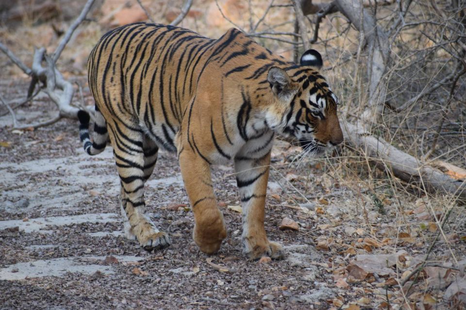 1 Night 2 Days Ranthambhore WildLife Tour From Jaipur - Key Points