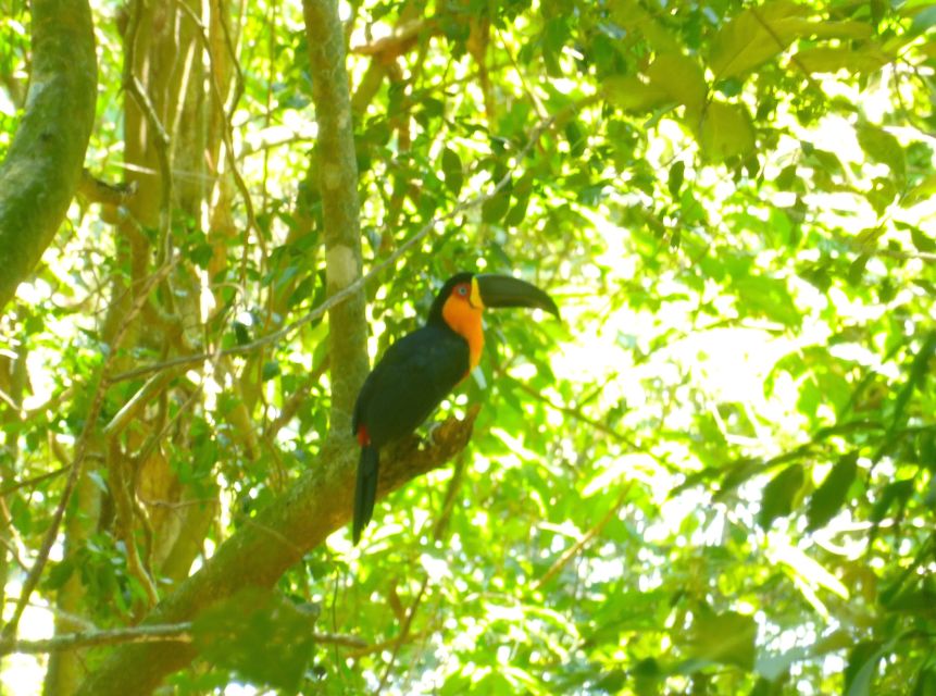 Rio: Tijuca National Park Caves and Waterfall Hiking Tour - Last Words