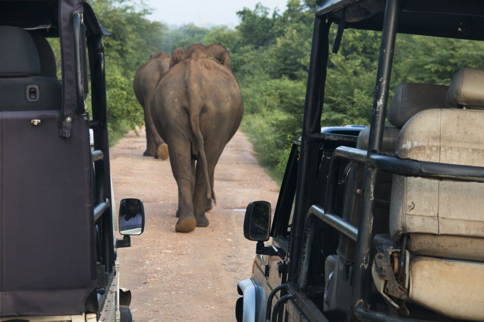 Wilpattu National Park Safari Tour From Negombo - Park Information