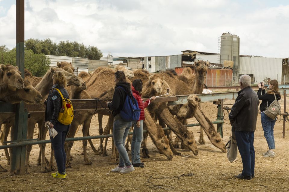 11 day jaipur udaipur jodhpur jaisalmer bikaner pushkar 3 11-Day Jaipur, Udaipur, Jodhpur, Jaisalmer, Bikaner, Pushkar