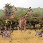 1 1 2 day flexible tala game reserve lion park from durban 1/2 Day (Flexible) Tala Game Reserve & Lion Park From Durban