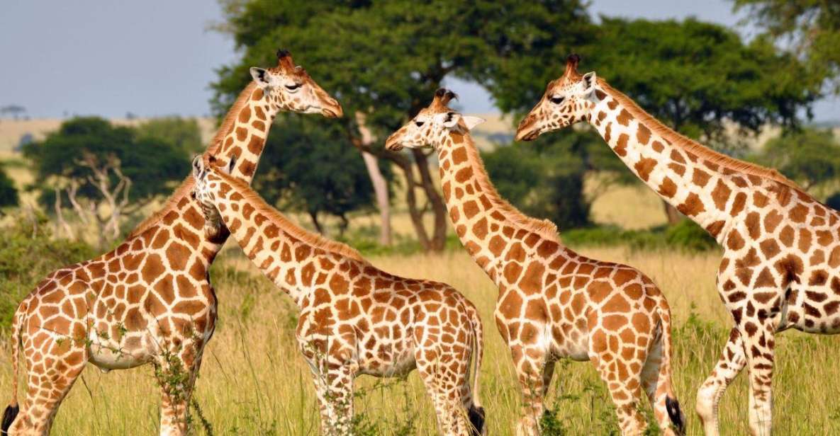 1 1 2 day phezulu safari tour from durban 1/2 Day Phezulu Safari Tour From Durban