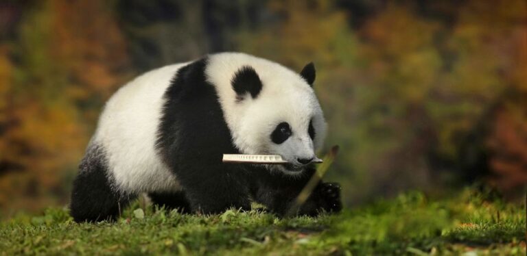1-day Dujiangyan Panda Volunteer Tour
