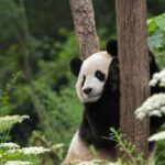1 1 day tour of chengdu panda centre and sanxingdui site 1-day Tour of Chengdu Panda Centre and Sanxingdui Site