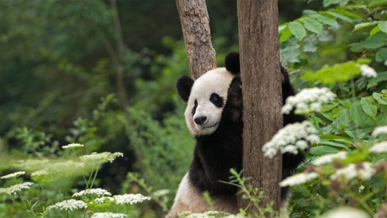 1-day Tour of Chengdu Panda Centre and Sanxingdui Site