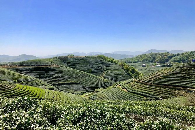 1-Day Village Tea Picking, Roasting & Serving Guided Private Tour From Hangzhou