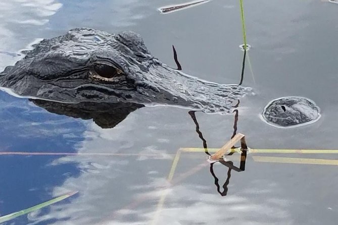 1-Hour Air Boat Ride and Nature Walk With Naturalist in Everglades National Park