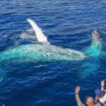 1 2 5 hour humpback whale watching cruise gold coast mar 2.5-Hour Humpback Whale Watching Cruise, Gold Coast (Mar )