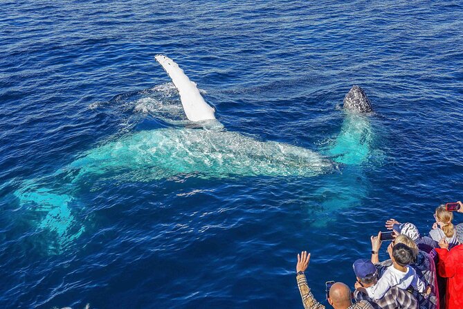 2.5-Hour Humpback Whale Watching Cruise, Gold Coast (Mar )