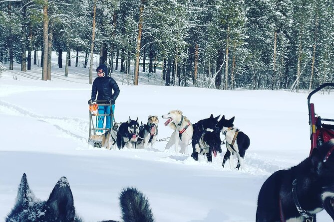 2 Day Overnight Cabin at the Kennel With Dog Sledding in Alta