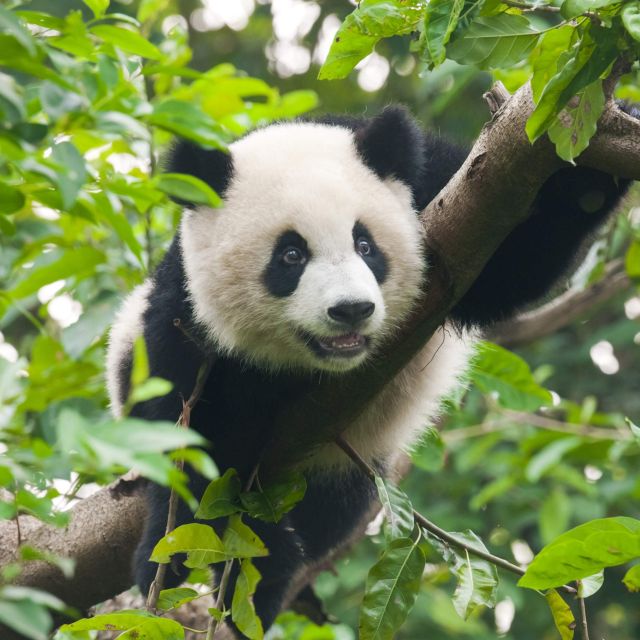 2-day Tour of Chengdu, the Panda Breeding and Research Cen