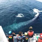 1 2 day whale watching southern sri lanka tour 2-Day Whale Watching & Southern Sri Lanka Tour