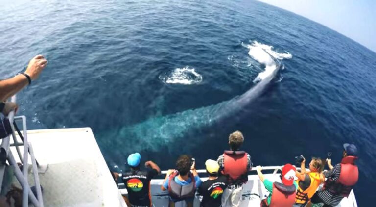 2-Day Whale Watching & Southern Sri Lanka Tour
