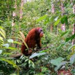 1 2 days 1 night orangutan trek bukit lawang 2 Days 1 Night Orangutan Trek Bukit Lawang