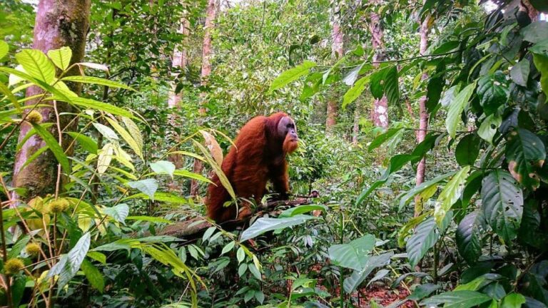 2 Days 1 Night Orangutan Trek Bukit Lawang