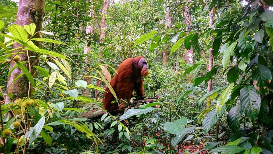 1 2 days 1 night orangutan trek bukit lawang 2 Days 1 Night Orangutan Trek Bukit Lawang