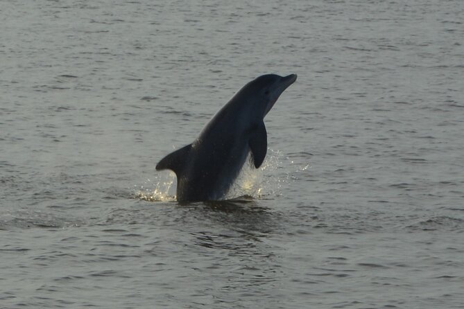 1 2 hour dolphin and nature eco tour from orange beach 2-Hour Dolphin and Nature Eco Tour From Orange Beach