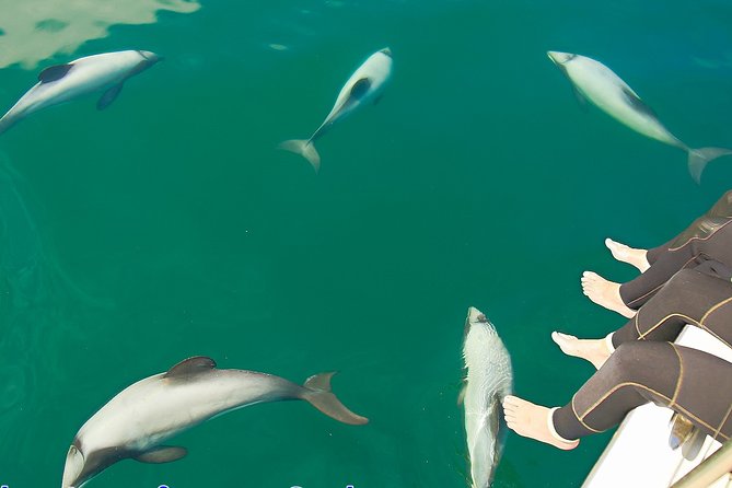 1 2 hour dolphin viewing eco tour from picton 2 Hour Dolphin Viewing Eco-Tour From Picton