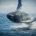 1 2 hour guided whale watching tour at noosa 2-Hour Guided Whale Watching Tour at Noosa