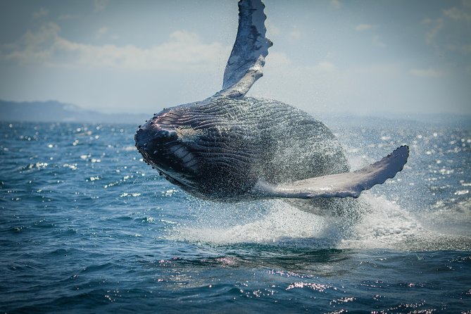 1 2 hour guided whale watching tour at noosa 2-Hour Guided Whale Watching Tour at Noosa