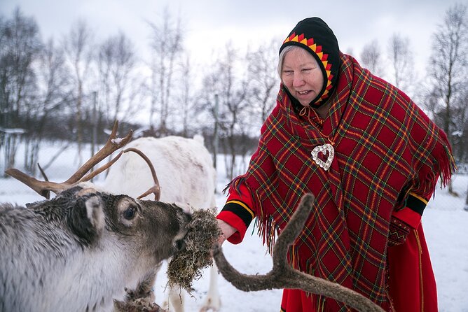 2 Hours Meet The Reindeer in Lofoten