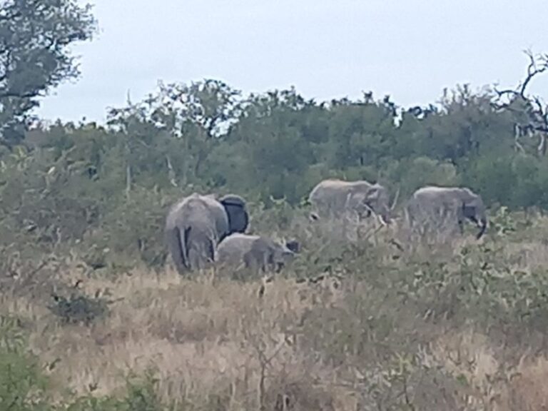 2days Kruger National Park