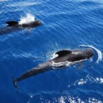 1 2h viking cruise whales and dolphins watching 2h Viking Cruise Whales and Dolphins Watching