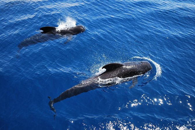 2h Viking Cruise Whales and Dolphins Watching