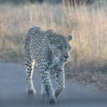 1 3 day kruger park all inclusive safari from johannesburg 3 Day Kruger Park All Inclusive Safari From Johannesburg!