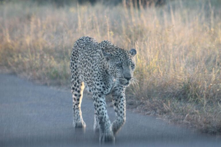 3 Day Kruger Park All Inclusive Safari From Johannesburg!