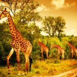 1 3 days 2 nights panorama tour kruger national park safari 3 Days 2 Nights Panorama Tour & Kruger National Park Safari