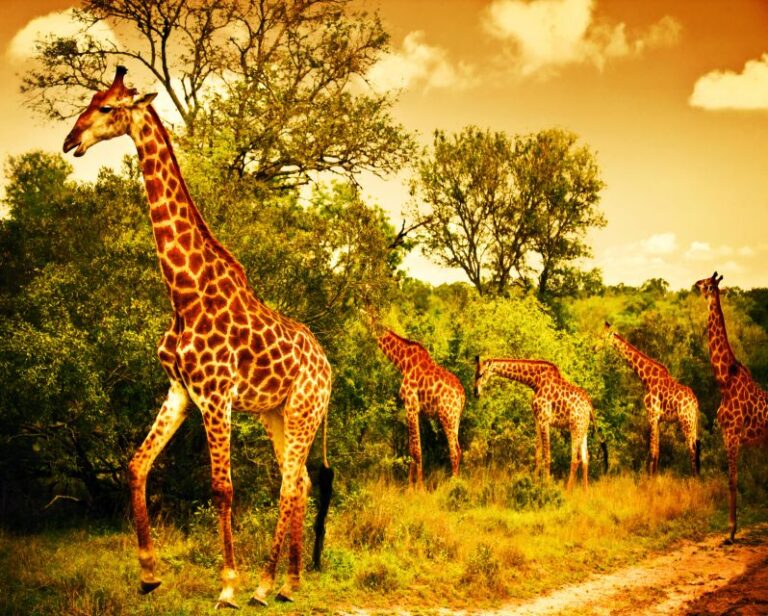 3 Days 2 Nights Panorama Tour & Kruger National Park Safari