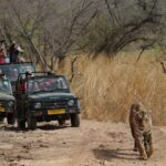 1 3 days jaipur tour with ranthambore national park 3 Days Jaipur Tour With Ranthambore National Park