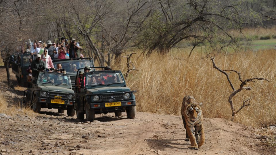 1 3 days jaipur tour with ranthambore national park 3 Days Jaipur Tour With Ranthambore National Park