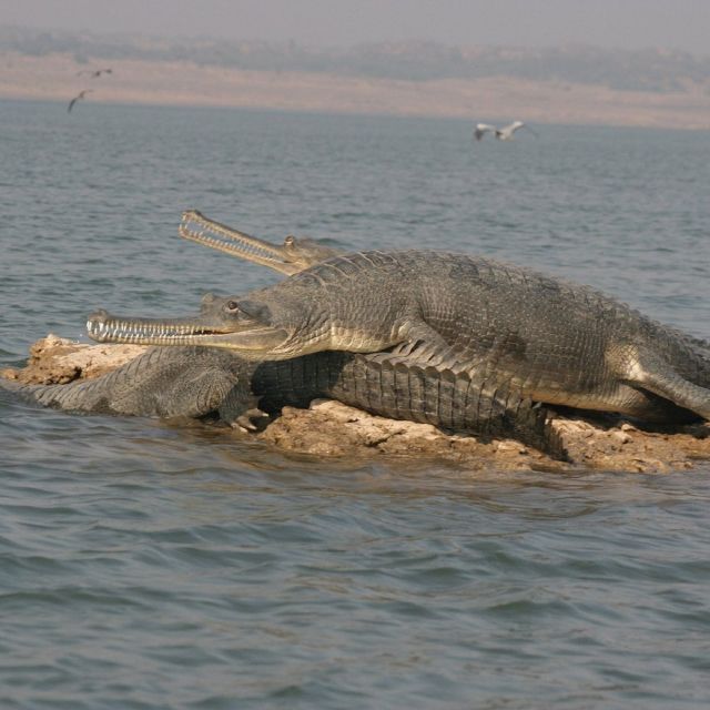 3 Days Private Taj Mahal Tour With Alligator Safari