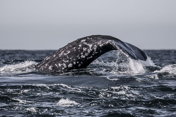 3-Hour Monterey Bay Winter Whale-Watching Tour