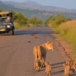 1 3 hour private game drive in pilanesberg national park 3-Hour Private Game Drive in Pilanesberg National Park