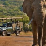 1 3 hour shared game drive in pilanesberg national park 3-Hour Shared Game Drive in Pilanesberg National Park