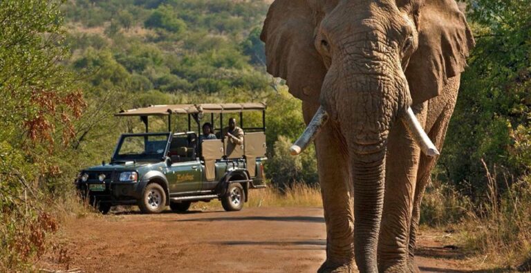 3-Hour Shared Game Drive in Pilanesberg National Park