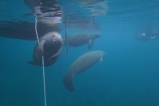 3 Hour Small Group All Inclusive Manatee Swim With Free Photo Package !