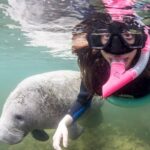 1 3 hour swim with manatees in florida 3 Hour Swim With Manatees in Florida
