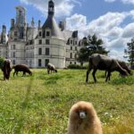 1 3 loire valley castles and wine tasting private guided tour 3 Loire Valley Castles and Wine Tasting Private Guided Tour