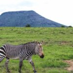 1 4 day addo to karoo safari 4-Day Addo to Karoo Safari
