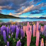 1 4 day great southern island circle tour from christchurch 4-Day Great Southern Island Circle Tour From Christchurch