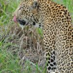 1 4 day kruger park and panorama route tour 4 Day Kruger Park and Panorama Route Tour