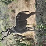 1 4 day kruger park safari and panorama route 4 Day Kruger Park Safari and Panorama Route