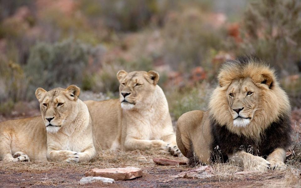 1 4 day private highlights tour overnight big5 aquila safari 4-Day Private Highlights Tour & Overnight Big5 Aquila Safari