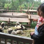 1 4 day private tour to chengdu leshan and mount emei 4-Day Private Tour to Chengdu, Leshan and Mount Emei